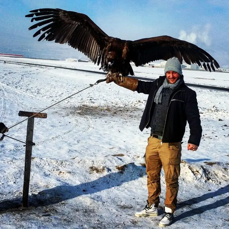 Mongolian eagle